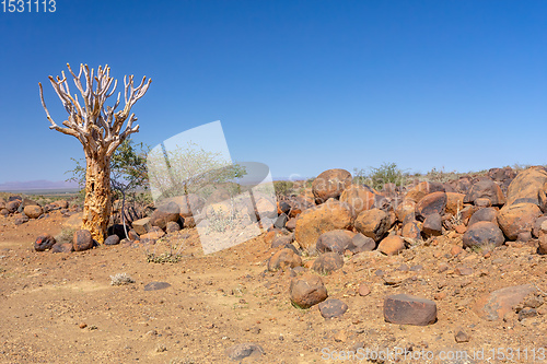 Image of Aloidendron dichotomum, aloe tree, Namibia wilderness