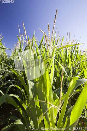 Image of green leaves of corn