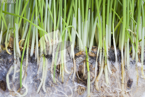 Image of wheat or rye