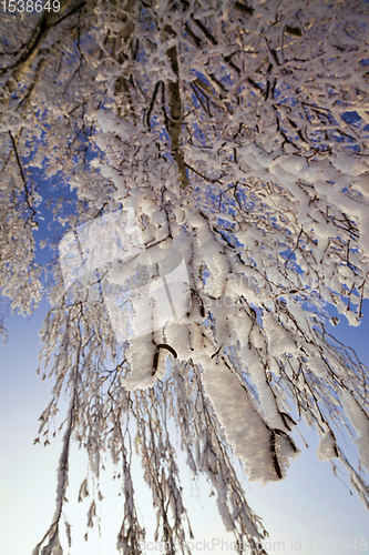 Image of birch after freezing