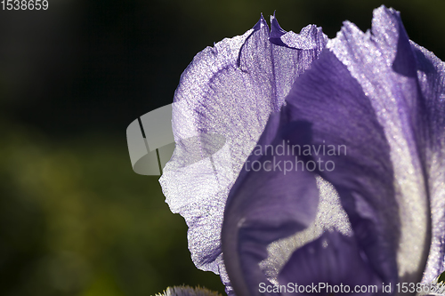 Image of purple iris flower