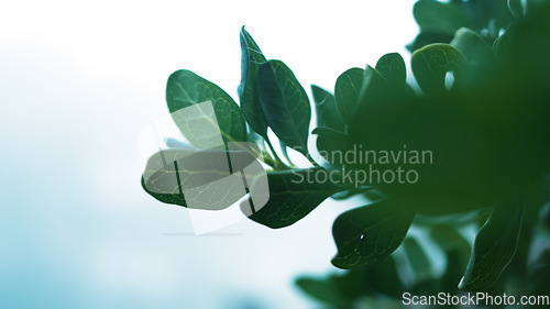 Image of Leaves, tree and closeup in nature, outdoor or growth by misty blurred background in morning. Plants, green and landscape for sustainability, freedom or natural environment at forrest in South Africa