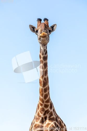 Image of South African giraffe Chobe, Botswana safari