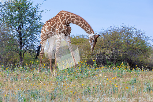 Image of South African giraffe Chobe, Botswana safari