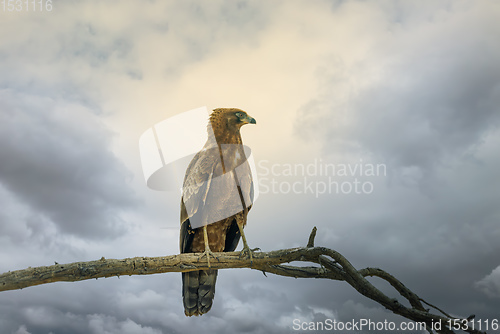 Image of tawny eagle bird of prey outh Africa safari wildlife