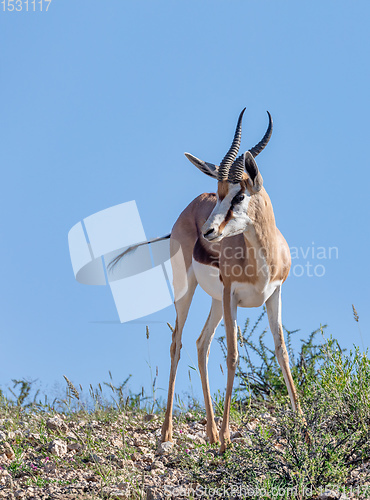 Image of Springbok in kalahari, South Africa wildlife