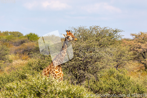 Image of South African giraffe Chobe, Botswana safari