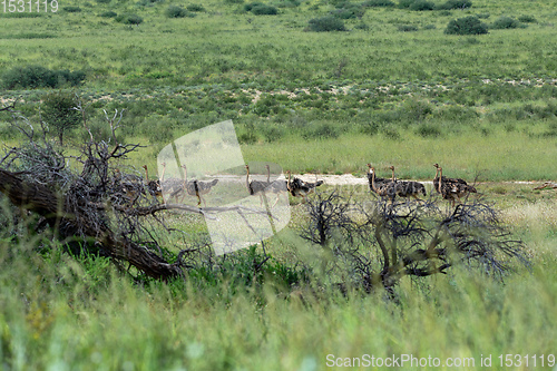 Image of Ostrich, in Kalahari,South Africa wildlife safari