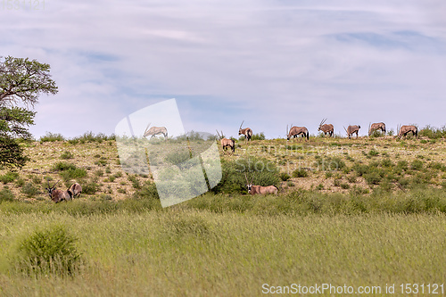 Image of Gemsbok, Oryx gazella in Kalahari