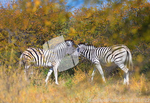 Image of Zebra in bush, Namibia Africa wildlife