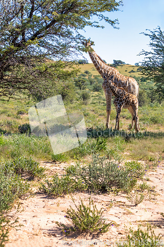 Image of cute Giraffes South Africa wildlife