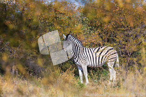 Image of Zebra in bush, Namibia Africa wildlife