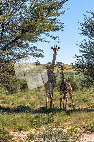 Image of cute Giraffes South Africa wildlife