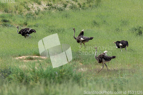 Image of Ostrich, in Kalahari,South Africa wildlife safari