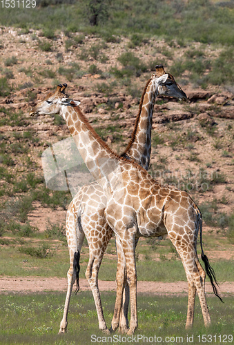 Image of cute Giraffes South Africa wildlife