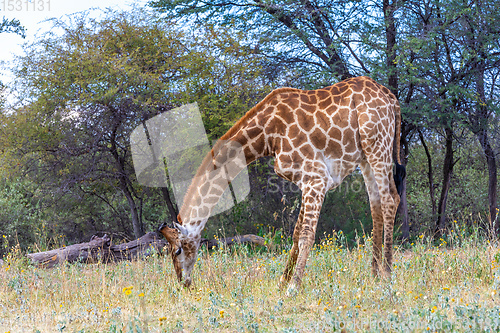 Image of South African giraffe Chobe, Botswana safari