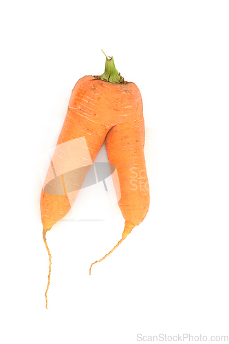 Image of Forked Misshaped Carrot Vegetable