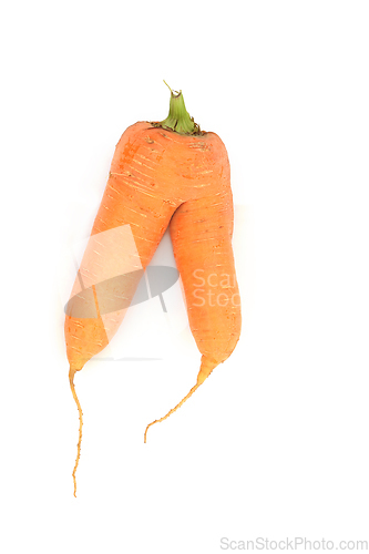 Image of Forked Misshaped Carrot Vegetable
