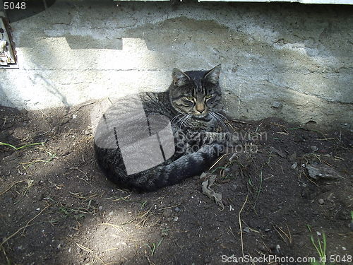 Image of Cat