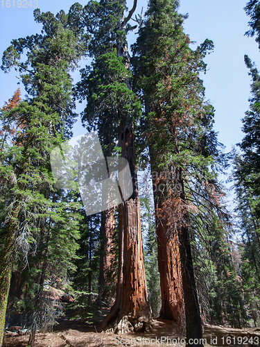 Image of Sequoia National Park