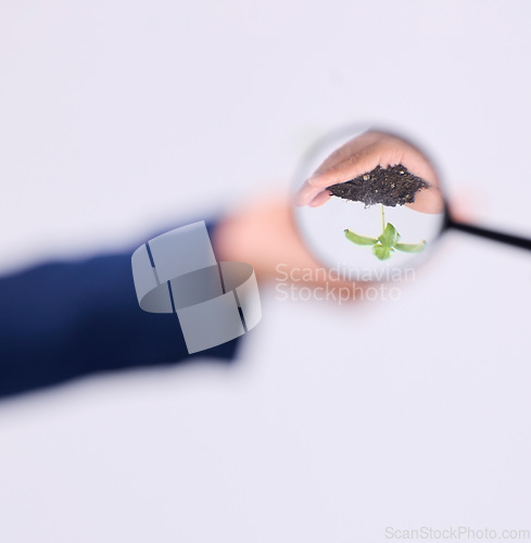 Image of Magnifier and focus on sustainability with magnifying glass in search of alternative solution or analyzing plant and soil. Hands, person and sustainable expert studying eco friendly produce in studio