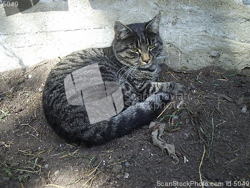 Image of Cat in the soil