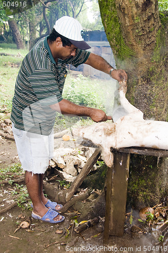 Image of editorial man butchering hog pig nicaragua