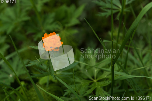 Image of Orange flowers trollius