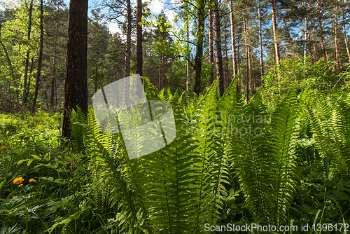 Image of Green ferns plant