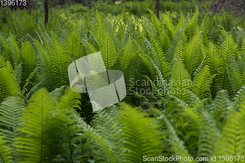 Image of Green ferns plant