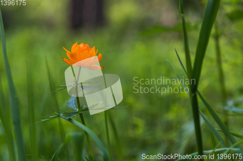 Image of Orange flowers trollius