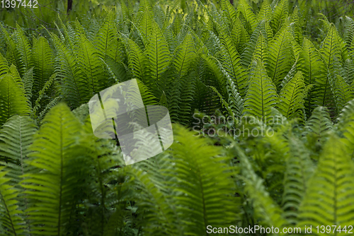 Image of Green ferns plant