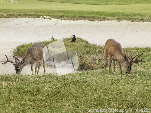 Image of Deers in California