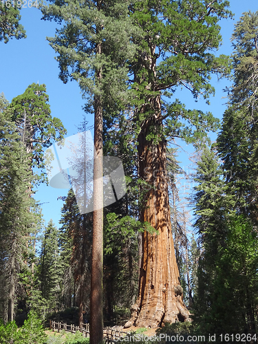 Image of Sequoia National Park