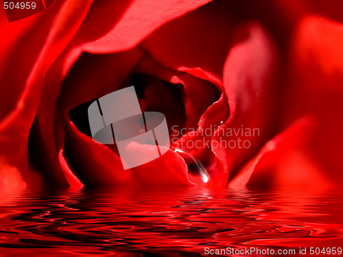 Image of Beautiful red rose