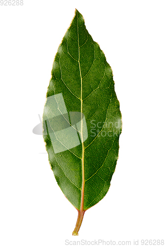 Image of Detail of laurel leaf