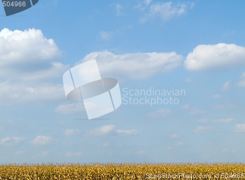 Image of Golden corn field and blue sky