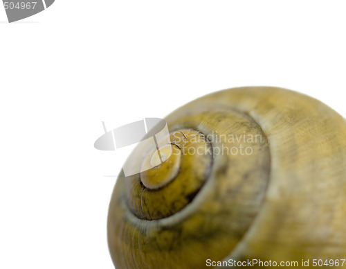 Image of Snail shell