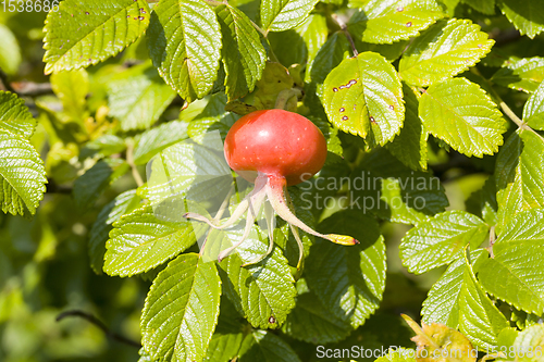 Image of red rosehip fruit