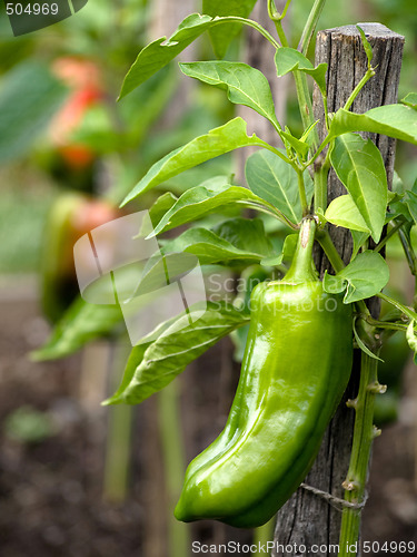 Image of Sweet pepper in garden