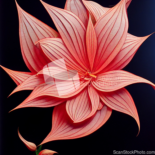 Image of Watercolor pink lily flower on black background. 