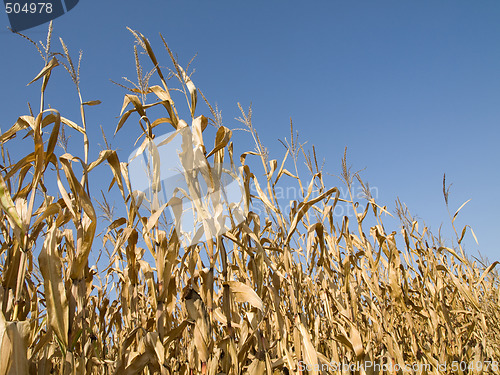 Image of Corn crop at summer