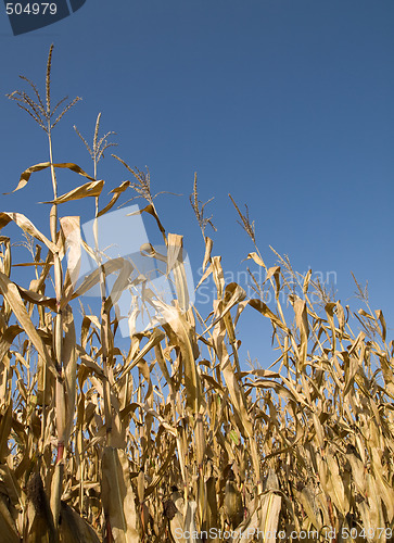 Image of Corn crop at summer