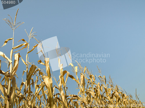 Image of Corn crop at summer