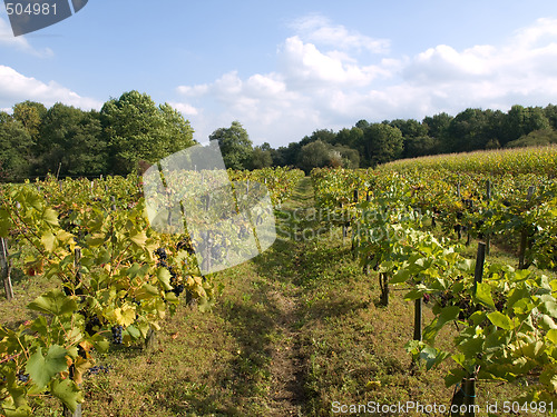 Image of Vineyard under blue sky with clouds