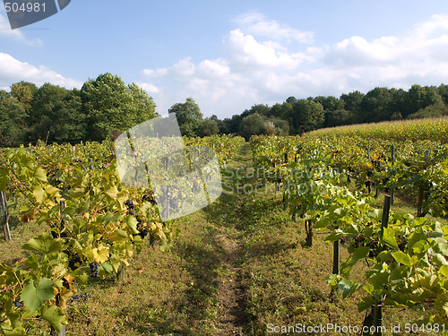 Image of Vineyard under blue sky with clouds