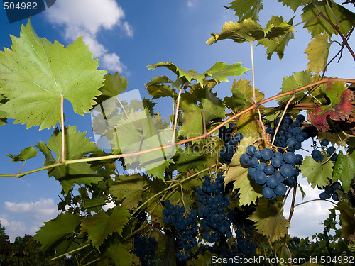 Image of Vineyard with dark grapes