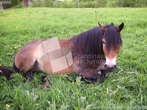 Image of Horse