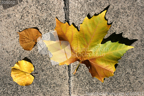 Image of Maple leaf