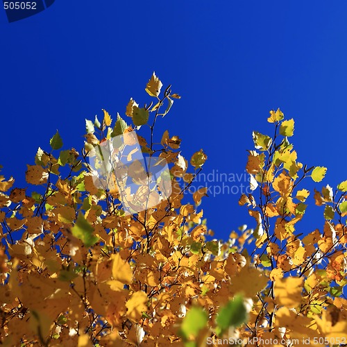 Image of Autumn Leaves against Blue Sky